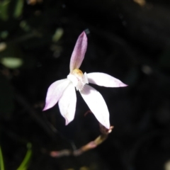Caladenia fuscata (Dusky fingers) at Point 5515 - 13 Oct 2016 by Ryl