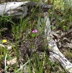 Arthropodium minus (Small Vanilla Lily) at Mount Majura - 17 Oct 2016 by Floramaya