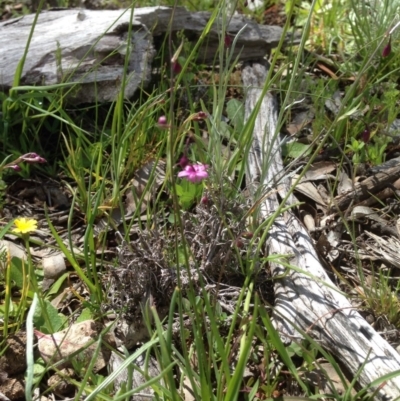 Arthropodium minus (Small Vanilla Lily) at Majura, ACT - 17 Oct 2016 by Floramaya