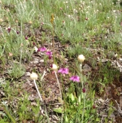 Arthropodium minus at Majura, ACT - 17 Oct 2016