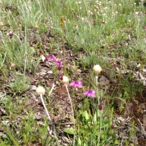 Arthropodium minus at Majura, ACT - 17 Oct 2016