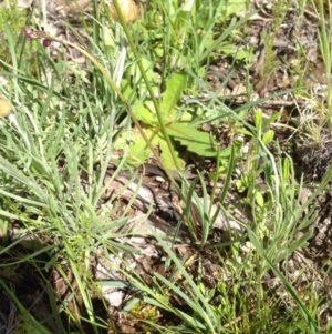 Arthropodium minus at Majura, ACT - 17 Oct 2016