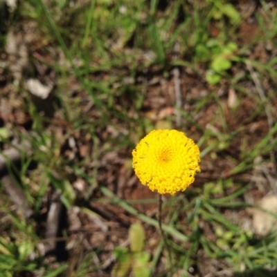 Leptorhynchos squamatus (Scaly Buttons) at Mount Majura - 17 Oct 2016 by Floramaya