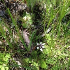 Wurmbea dioica subsp. dioica (Early Nancy) at Mount Majura - 17 Oct 2016 by Floramaya