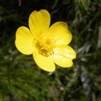 Ranunculus lappaceus (Australian Buttercup) at Acton, ACT - 13 Oct 2016 by Ryl