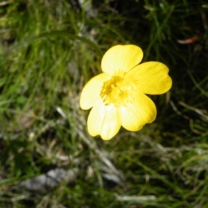 Ranunculus lappaceus at Acton, ACT - 14 Oct 2016