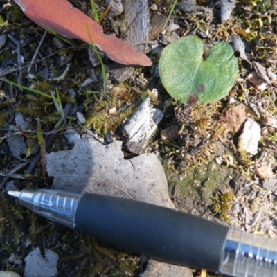 Acianthus sp. (Mayflower Orchid) at Black Mountain - 13 Oct 2016 by Ryl