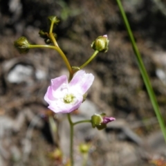 Drosera auriculata (Tall Sundew) at Point 5438 - 13 Oct 2016 by Ryl