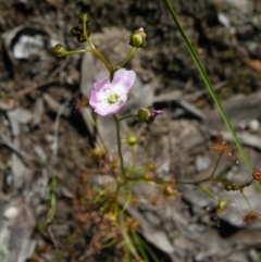 Drosera auriculata at Acton, ACT - 14 Oct 2016 12:00 AM