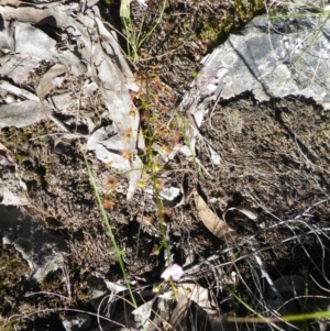 Drosera auriculata at Acton, ACT - 14 Oct 2016 12:00 AM