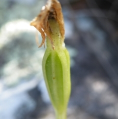 Pterostylis nutans (Nodding Greenhood) at Molonglo Valley, ACT - 13 Oct 2016 by Ryl