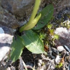 Pterostylis nutans at Point 5439 - 14 Oct 2016