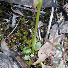 Pterostylis nutans at Point 5439 - 14 Oct 2016