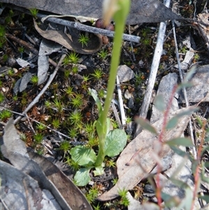 Pterostylis nutans at Point 5439 - suppressed