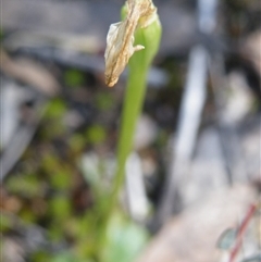 Pterostylis nutans at Point 5439 - suppressed