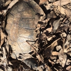 Chelodina longicollis (Eastern Long-necked Turtle) at Gungahlin, ACT - 17 Oct 2016 by CedricBear