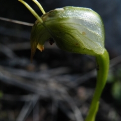 Pterostylis nutans (Nodding Greenhood) at Molonglo Valley, ACT - 13 Oct 2016 by Ryl
