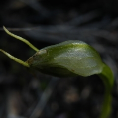 Pterostylis nutans at Point 5439 - 14 Oct 2016