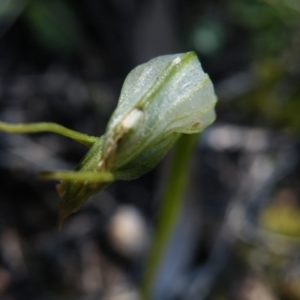 Pterostylis nutans at Point 5439 - 14 Oct 2016