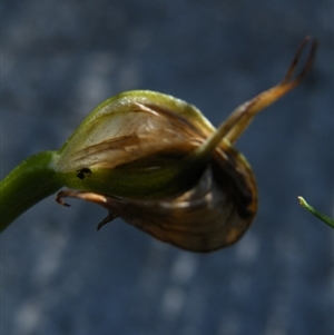 Pterostylis nutans at Point 5439 - 14 Oct 2016