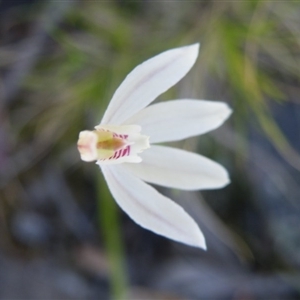 Caladenia carnea at Point 5439 - 14 Oct 2016