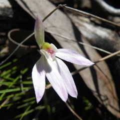 Caladenia carnea at Point 5439 - 14 Oct 2016