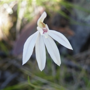 Caladenia carnea at Point 5439 - 14 Oct 2016