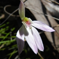 Caladenia carnea at Point 5439 - 14 Oct 2016