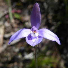Glossodia major (Wax Lip Orchid) at Point 5438 - 13 Oct 2016 by Ryl