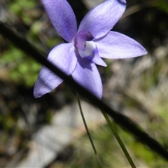 Glossodia major at Point 5438 - suppressed