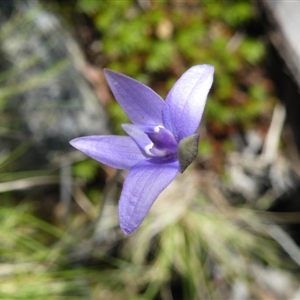 Glossodia major at Point 5438 - suppressed