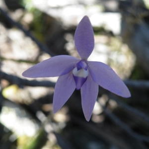 Glossodia major at Point 5438 - suppressed