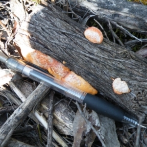 Trametes coccinea at Point 5438 - 14 Oct 2016 12:00 AM