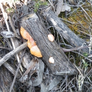 Trametes coccinea at Point 5438 - 14 Oct 2016 12:00 AM