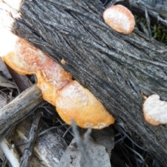 Trametes coccinea at Point 5438 - 14 Oct 2016