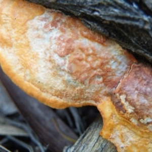 Trametes coccinea at Undefined Area - 14 Oct 2016 12:00 AM