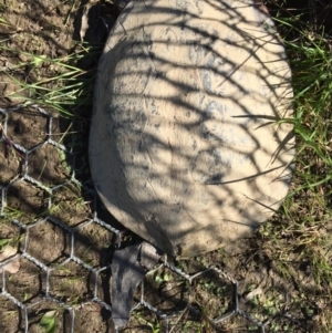 Chelodina longicollis at Gungahlin, ACT - 18 Oct 2016