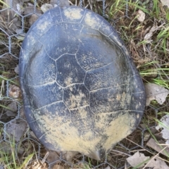 Chelodina longicollis (Eastern Long-necked Turtle) at Gungahlin, ACT - 17 Oct 2016 by CedricBear