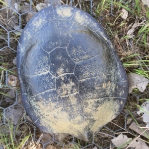 Chelodina longicollis at Gungahlin, ACT - 18 Oct 2016