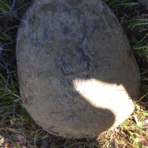 Chelodina longicollis at Gungahlin, ACT - 18 Oct 2016