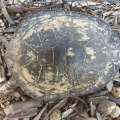 Chelodina longicollis (Eastern Long-necked Turtle) at Gungahlin, ACT - 18 Oct 2016 by CedricBear