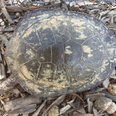 Chelodina longicollis (Eastern Long-necked Turtle) at Gungahlin, ACT - 17 Oct 2016 by CedricBear