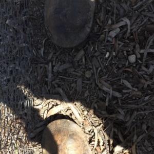 Chelodina longicollis at Gungahlin, ACT - 18 Oct 2016