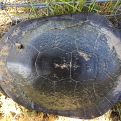 Chelodina longicollis (Eastern Long-necked Turtle) at Gungahlin, ACT - 17 Oct 2016 by CedricBear