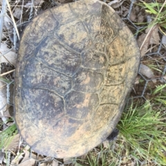 Chelodina longicollis (Eastern Long-necked Turtle) at Gungahlin, ACT - 18 Oct 2016 by CedricBear