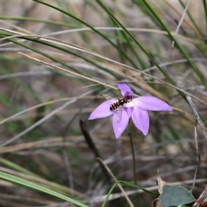 Glossodia major at Point 5810 - 16 Oct 2016