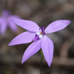 Glossodia major at Point 5810 - 16 Oct 2016