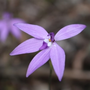 Glossodia major at Undefined Area - suppressed