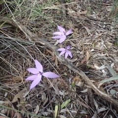 Glossodia major at Point 5810 - 16 Oct 2016