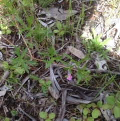 Geranium solanderi var. solanderi (Native Geranium) at Mount Majura - 17 Oct 2016 by Floramaya